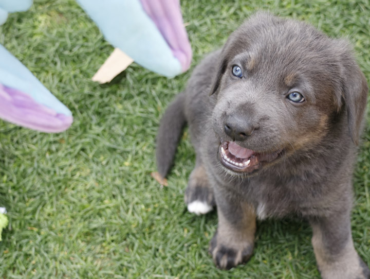 chinook dog